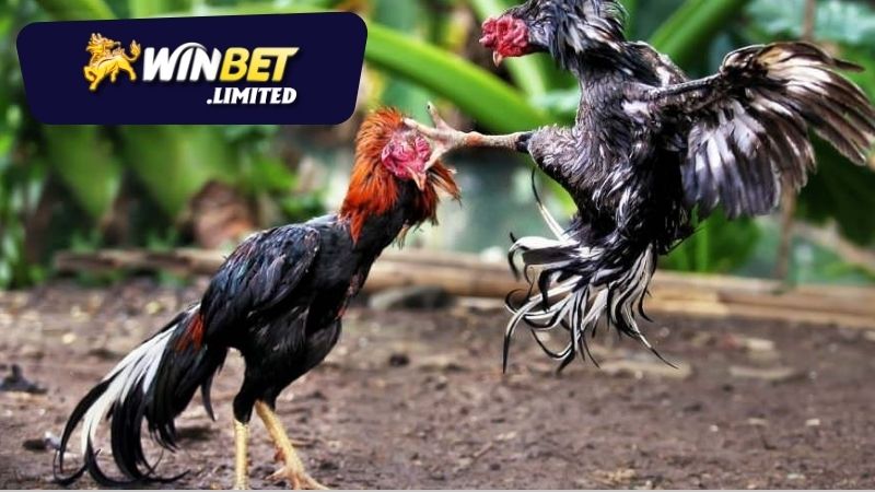 Cách đặt cược đá gà online Winbet
