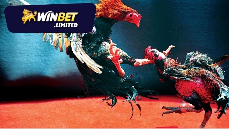 Mẹo đặt cược để tăng khả năng thắng